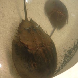 Horseshoe Crabs