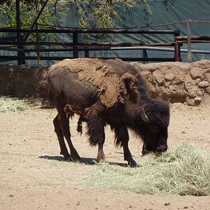 Brazos River Country - Bison