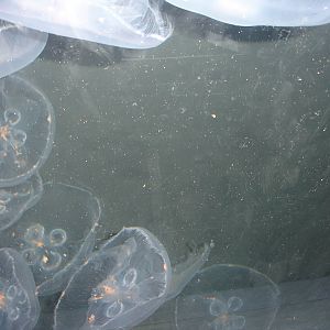 Jellies