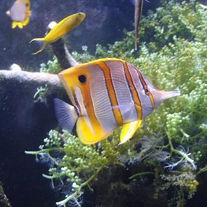 Beaked Coral Fish and others