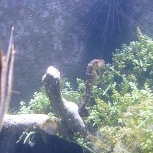 Seahorse