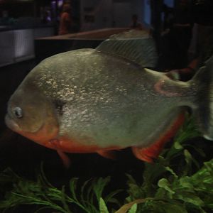 Piranha