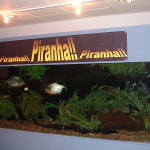 Piranha!!
