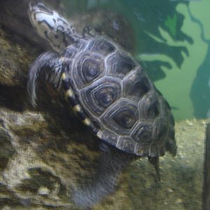 Northern Diamondback Terrapin