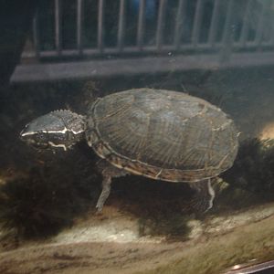 Musk Turtle
