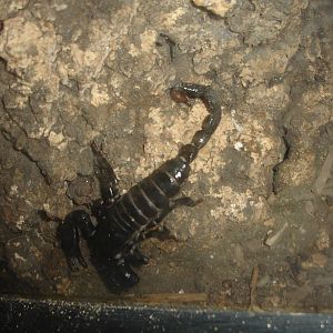 Emperor Scorpion