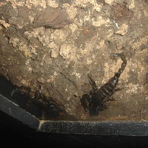 Emperor Scorpion