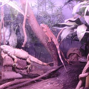 Iguanas