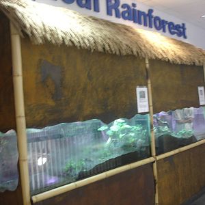 Tropical Rainforest display