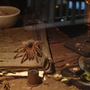 Mexican Red-Kneed Tarantula