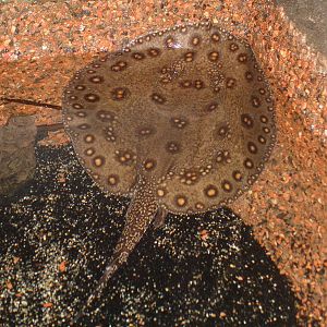 Freshwater Stingray