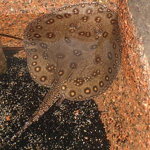 Freshwater Stingray