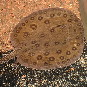 Freshwater Stingray
