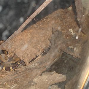 Columbian Red-Tail Boa