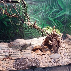 Herpetarium - Southern Copperhead/Eastern Diamondback Rattlesnake Exhibit