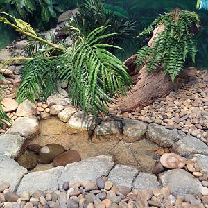 Herpetarium - King Cobra Exhibit