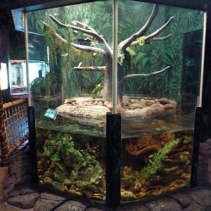 Herpetarium - Emerald Tree Boa Exhibit