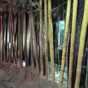 Herpetarium - Bamboo Wall