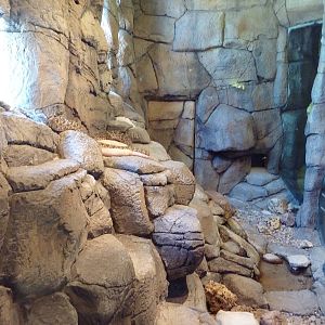 Herpetarium - Western Diamondback Rattlesnake Exhibit