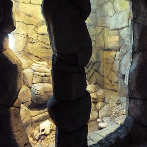 Herpetarium - Western Diamondback Rattlesnake Exhibit