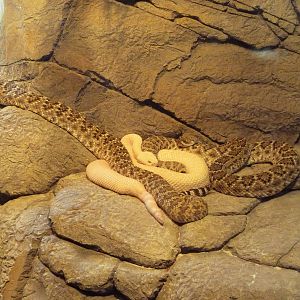 Herpetarium - Western Diamondback Rattlesnakes