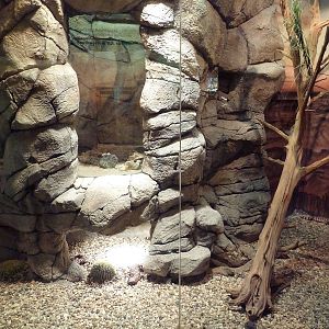 Herpetarium - Gila Monster Exhibit