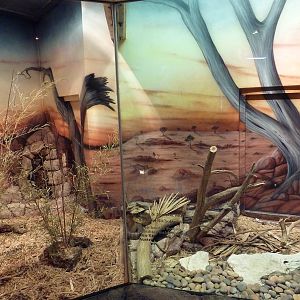 Herpetarium - Blue-Tongued Skink + Black-Headed Python Exhibits