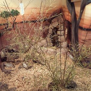 Herpetarium - Blue-Tongued Skink Exhibit
