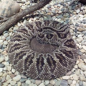 Herpetarium - Guyana Cascabel