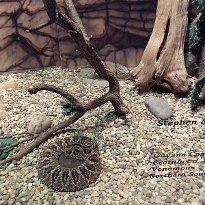 Herpetarium - Guyana Cascabel Exhibit