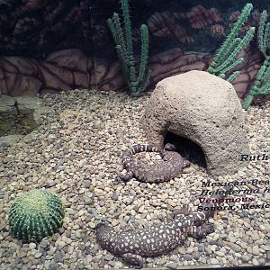 Herpetarium - Mexican Beaded Lizard Exhibit