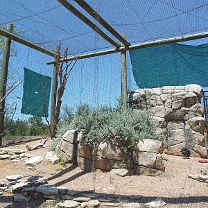 Prehensile-Tailed Porcupine/Turkey Vulture/Black Vulture/Mourning Dove Exhi