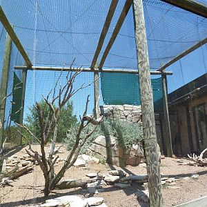 Prehensile-Tailed Porcupine/Turkey Vulture/Black Vulture/Mourning Dove Exhi