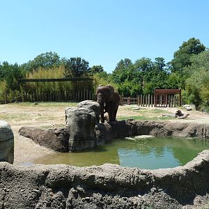 African Elephant Exhibit