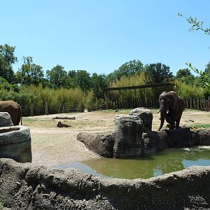 African Elephant Exhibit