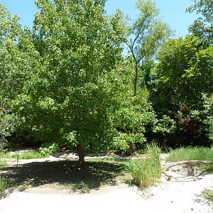Flamingo/Open-Billed Stork/Spoonbill/Sacred Ibis Exhibit