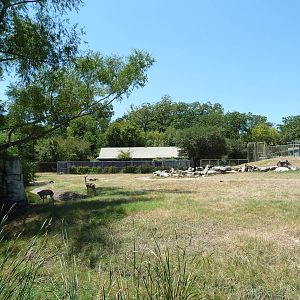 Giraffe/Gerenuk/Kudu/Marabou Stork/Crowned Crane Exhibit