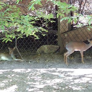 Dik-Dik Antelope
