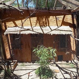 African Birds - Mixed-Species Aviary (6 species)