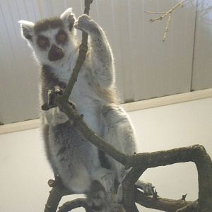 Ring Tailed Lemur-27/12/10.