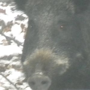 Wild Boar-27/12/10.