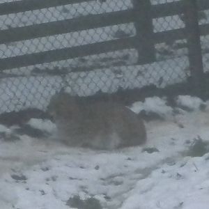 European Lynx-27/12/10.