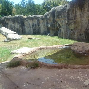 Lion Exhibit