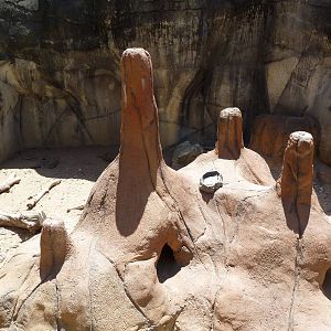 Meerkat Exhibit