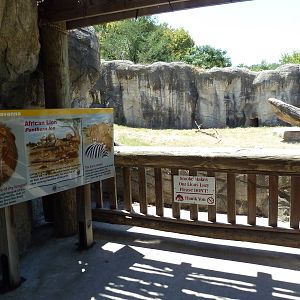 Lion Exhibit