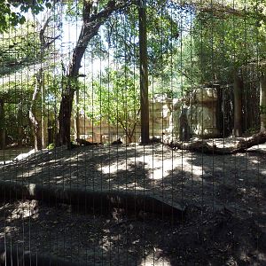Asian Forest - Sumatran Tiger Exhibit