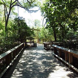 Asian Forest - Boardwalk
