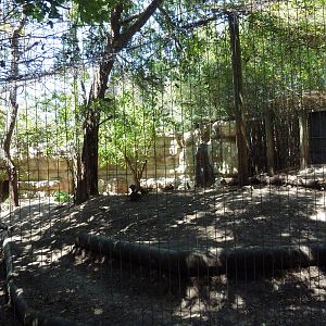 Asian Forest - Sumatran Tiger Exhibit