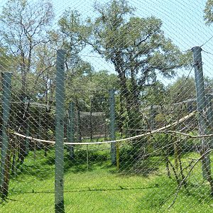 Asian Forest - Bornean Orangutan Exhibit