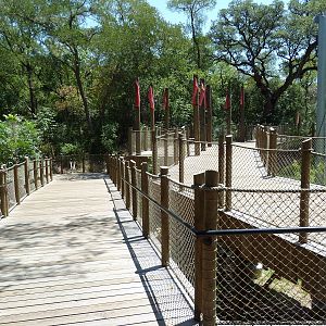 Asian Forest - Boardwalk